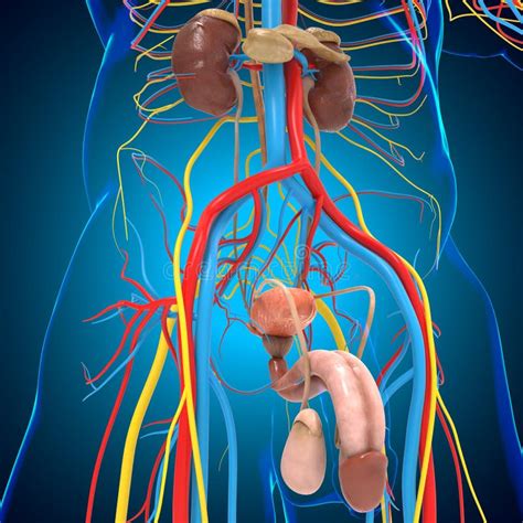 Reproductive System for Men 的图像结果