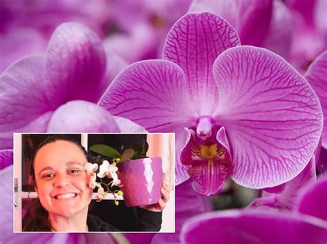 Orchids push out an 'abundance of fresh flowers' with easy trick to complete after blooms fade