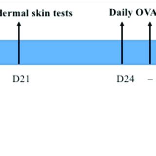 Image result for Intraperitoneal Injection Rabbit