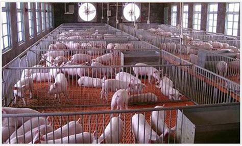 规模养猪场需注意解决六大问题 - 农业百科