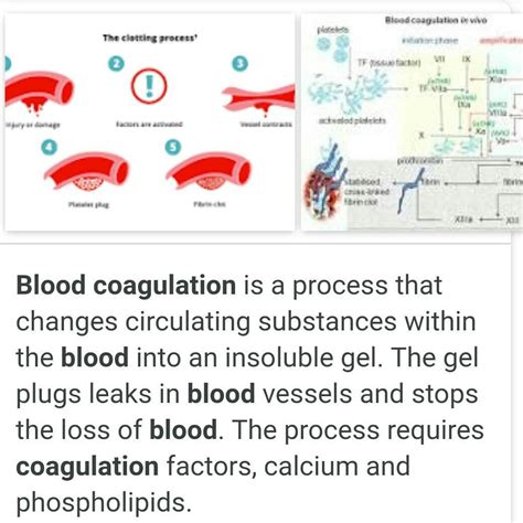 Coagulation Definition Quizlet at Frank Keith blog