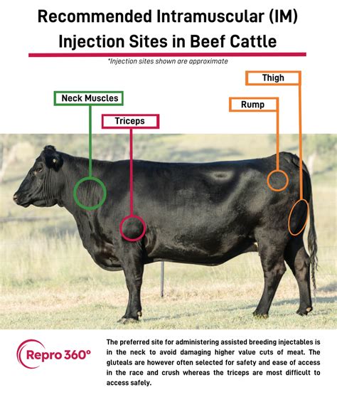 Image result for Injection Sites