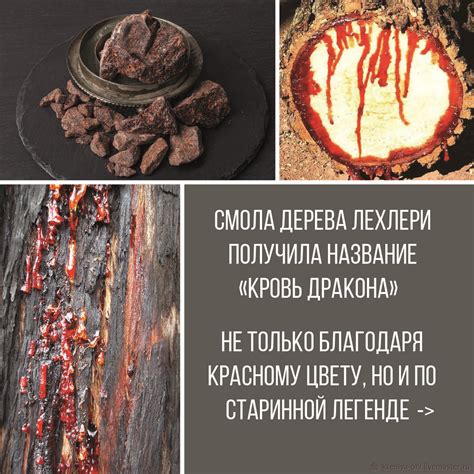 Калифорнийский белый шалфей "Кровь Дракона" в интернет-магазине на ...