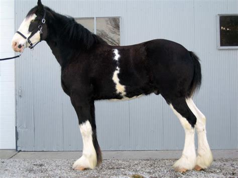 Solid Black Clydesdale