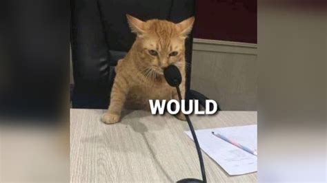 "Would" Reaction Images | Know Your Meme