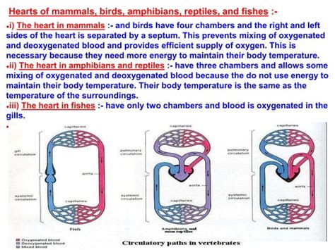 Image result for Class 10 Bio Videos