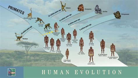 Evolution Map 的图像结果