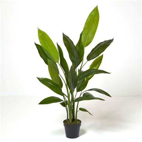Rare Heliconia Wagneriana Rostrata Air Purifying Indoor And Outdoor ...