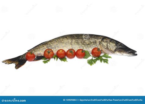 Fish 库存图片. 图片 包括有 ¬è œ, æœªç…®è¿‡, æœ¬è, æ •é±¼, ç»¿è‰² - 10909883