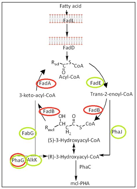 Make It or Break It: A Review on Pha Synthase and Depolymerase Proteins ...