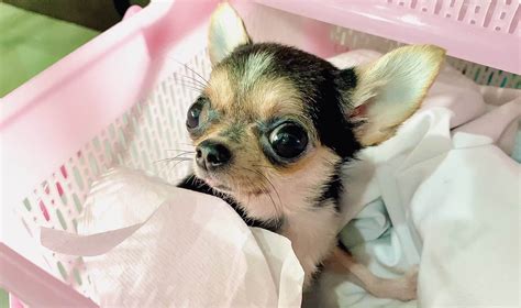 Portrait funny animals of a chihuahua funny dog puppy,Chihuahua are ...