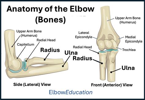 Anatomy of the Elbow - Elbow Education