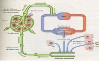 Lymphatic System Lecture 的图像结果