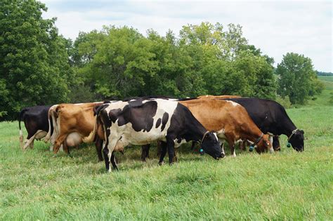 Photos Of Cows In Pasture The Benefits Of Co Grazing Goats And Cattle