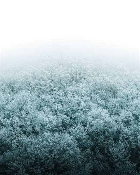 Download wallpaper 3934x4917 forest, winter, aerial view, trees, snow ...