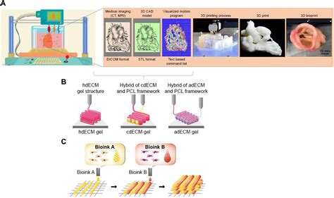 Bioengineering Examples 的图像结果