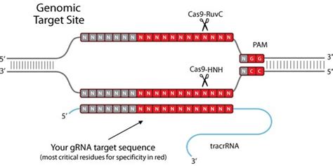 CRISPR Cas 9 Nuclease RNA-guided Genome Editing
