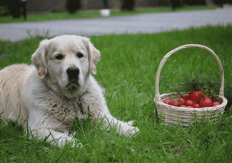 Can Dogs Eat Tomatoes? Are They Safe?