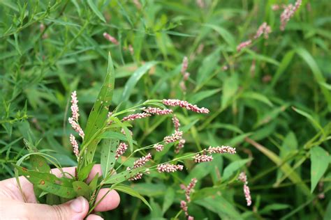 Foraging Lady’s Thumb (Persicaria maculosa and other Persicaria) — Practical Self Reliance