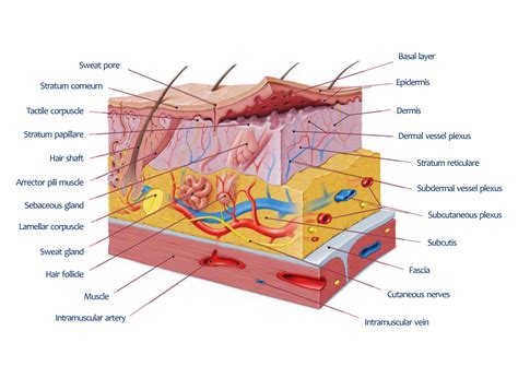 Layers Of Your Anatomy