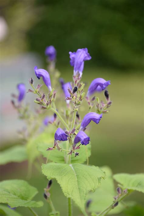 Strobilanthes atropurpurea - Mexicaanse petunia | Hortus Botanicus ...