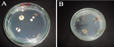Identification and bioactivities of endophytic fungi from Lagenandra ...
