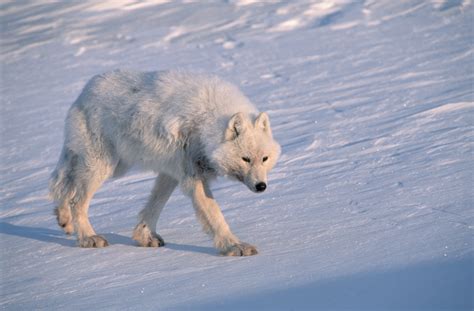 White Wolf Animal