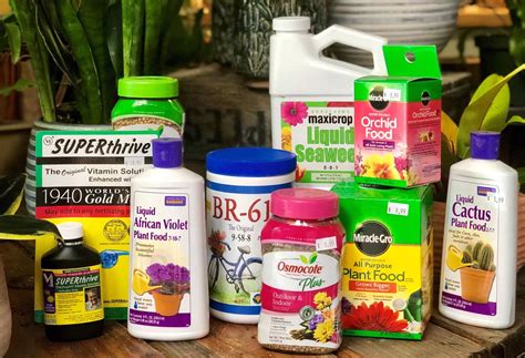 What Is The Best Dirt For Houseplants at Robin Bradley blog