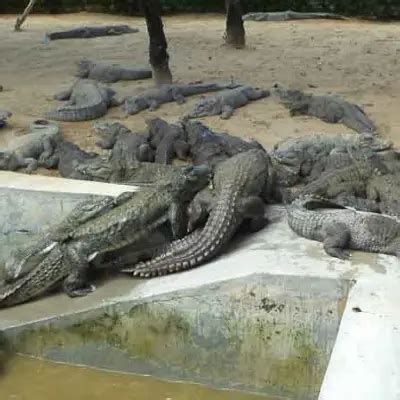 Sathanur Crocodile Farm, Tiruvannamalai Tours and Packages: Best Time ...