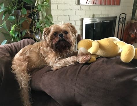 In loving memory of Tucker - National Brussels Griffon Rescue, Inc.