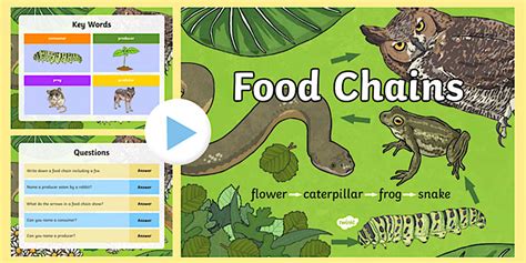 Science Food Chain 的图像结果