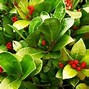 Image result for Perennial Direct Sunlight Ground Cover