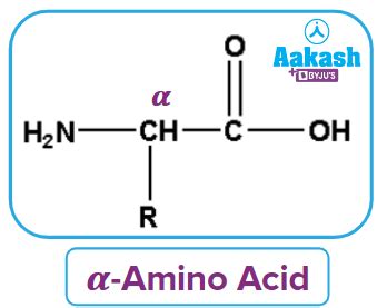 Protein - Functions, Classification, Importance, Sources, Amino Acids ...