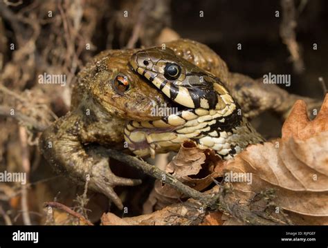 Image result for Snake Eating a Toad