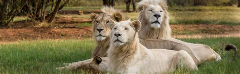 Excursión al Lion Safari Park, Johannesburgo - Central de Reservas