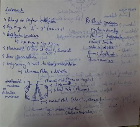 Image result for Cockroach Class 12