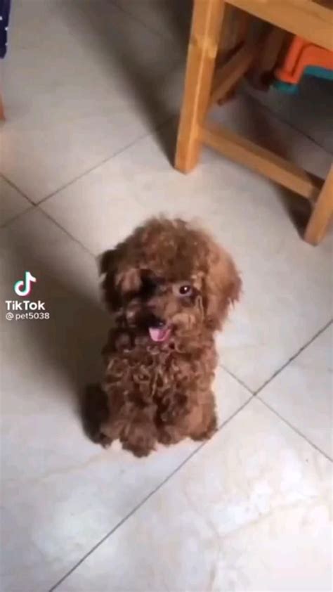 Maxi Cockapoo 的图像结果