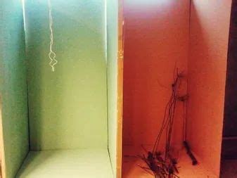 Ligth Boxing Set 的图像结果