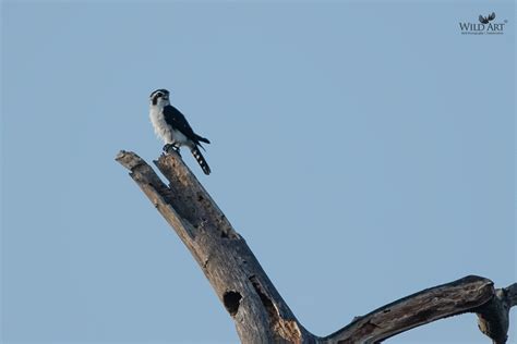 Pied Falconet | Falconets | Falcons (Falconidae) | Gallery | WildArt ...