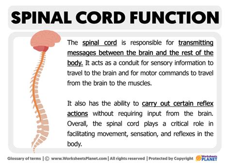 Image result for Spinal Cord Structure and Function
