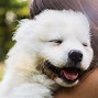 Image result for Most Expensive Dog On Earth