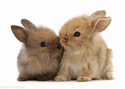 Image result for Cute Baby Bunnies Kissing