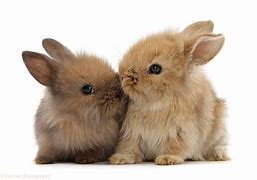 Image result for How to Draw Two Bunnies Hugging