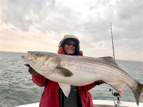 World Record Striper Caught and Released in Virginia - On The Water