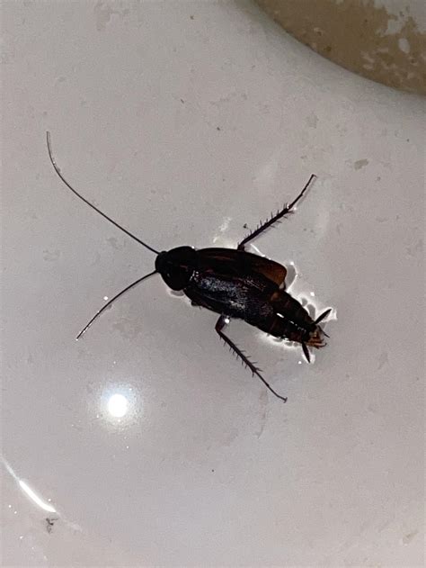 Cockroach or “water bug” : r/whatisthisbug