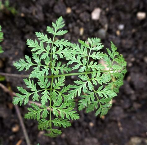 Watch for poison hemlock | MU Extension