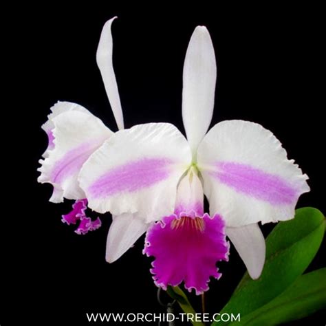 Cattleya Excelsior 'The Globe' Orchid Plant - BS – Orchid-Tree