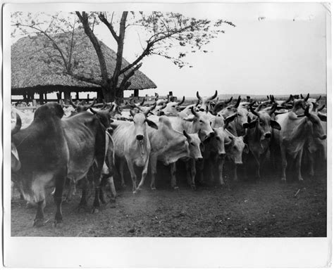 Brahman Cattle - The Portal to Texas History
