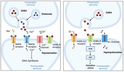 Gaba Neurotransmitter