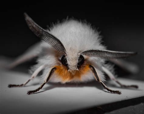 Agreeable Tiger Moth : r/moths